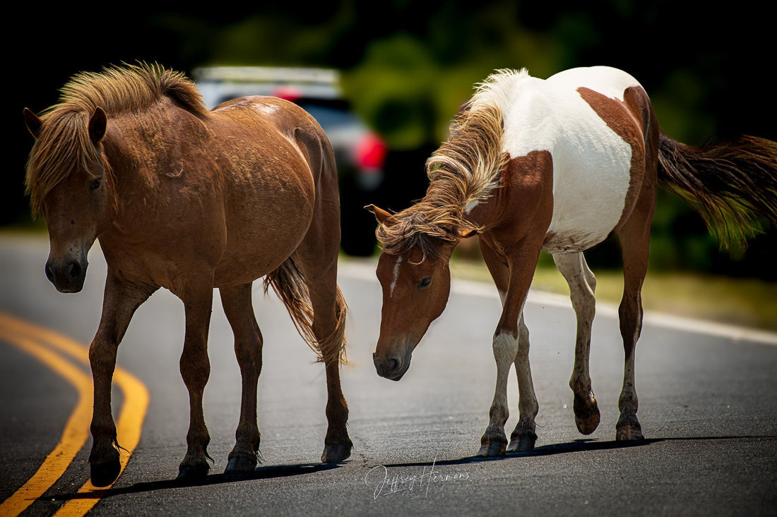 Assateague Island Story Behind My Lens