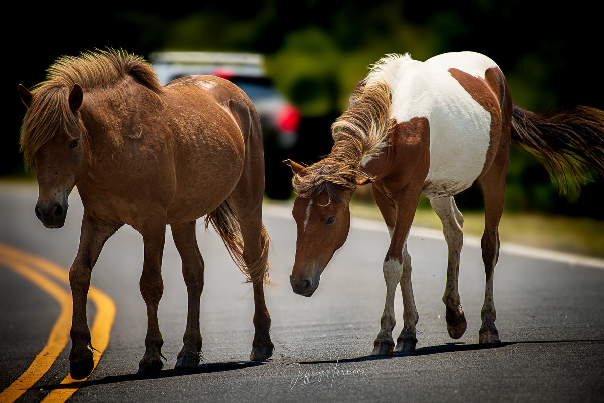 Two horses, one brown and one pinto, standing on a paved road with yellow lines.